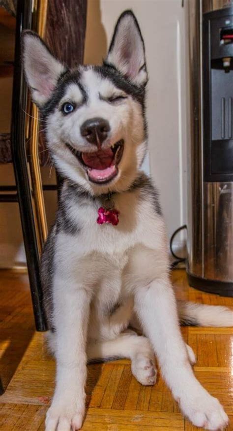 16 Funny Husky Pictures That Will Make You Smile The Dogman