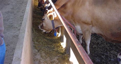 Feeding Facilities Required For Dairy Cows South Africa