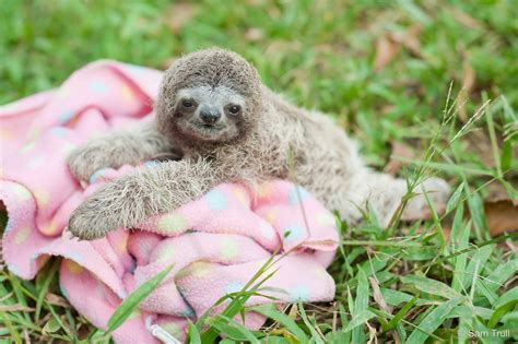 Sloth Baby Hug
