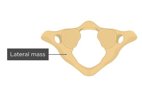 Tvp Atlas Bone Anatomy