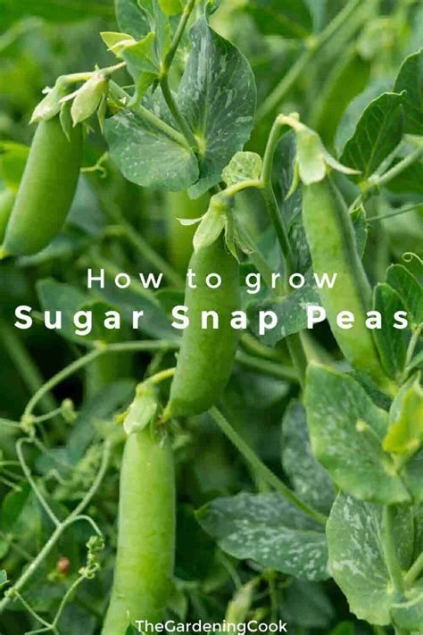 Growing Sugar Snap Peas Planting And Using Sugar Snap Peas