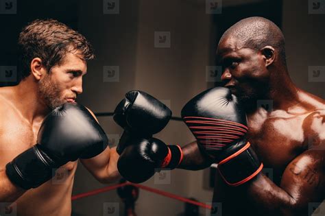 Two Determined Male Boxers Facing Off Stock Photo 264008 Youworkforthem
