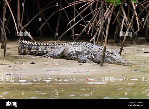 Saltwater Crocodile Crocodylus Porosus On Mudbank In Mangroves