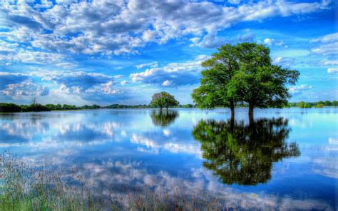 Trees In The Water Wallpaper Nature Wallpapers 35686