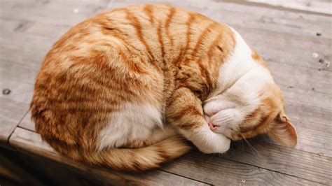 10 Cat Sleeping Positions When Sick And Other Signs Of Pain