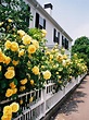 This is so pretty. Love the yellow roses along the fence. Garden Care ...
