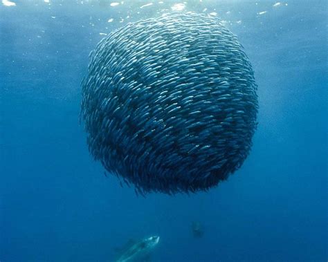 Group Of Fish Fish Sea Underwater Shoal Of Fish Hd Wallpaper