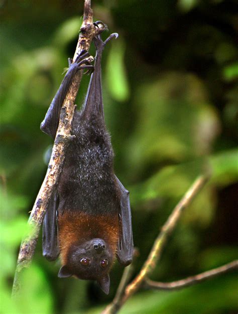 Lyles Flying Fox Pteropus Lylei