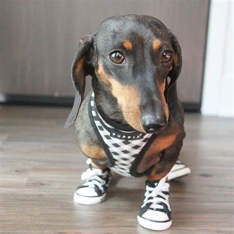 10 Reasons Dachshunds Are So Addictive Sonderlives
