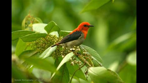 Pada beberapa kondisi, burung pleci jantan dan betina memiliki paruh yang sama. Burung Kemade Jantan VS Betina (Scarlet Headed Flowerpecker) - YouTube