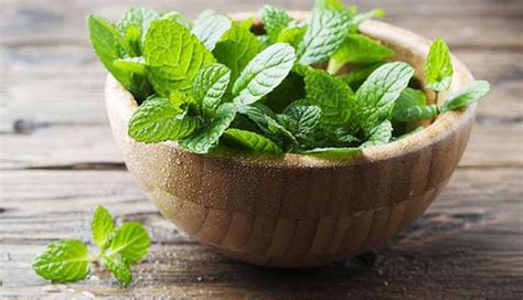 5 Amazing Benefits Of Mint Leaves For Skin Blog Eazyspadeals