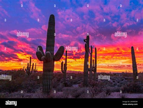 Epic And Vibrant Arizona Desert Sunset Landscape With Saguaro Cactus