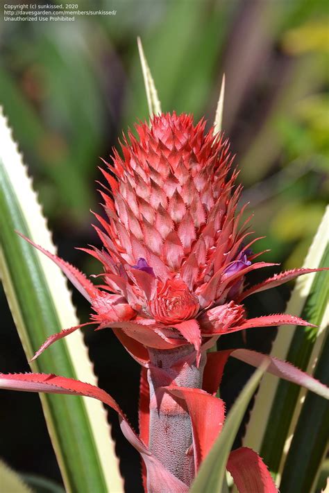 Plantfiles Pictures Ananas Bromeliad Variegated Red Pineapple