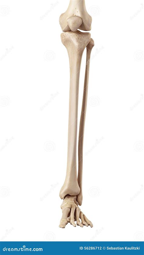 Bones Of The Lower Extremities Shin Foot Hip 3d Human Muscle Feet