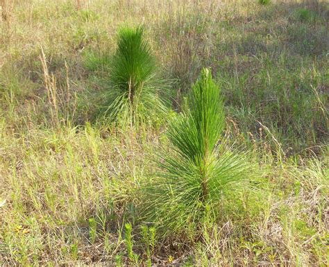 Restoring Longleaf Pines Keystone Of Once Vast Ecosystems The Sumter