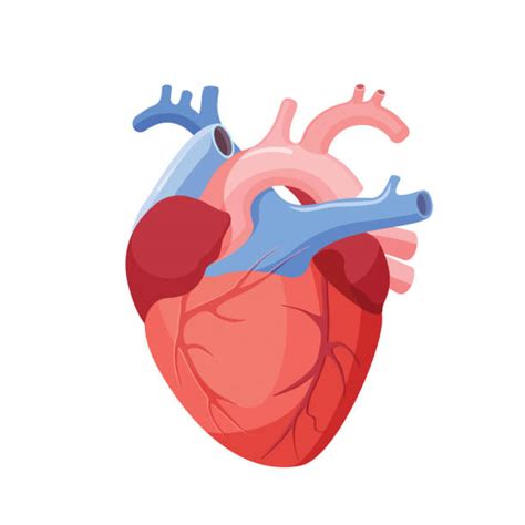 Human Heart Illustrations Royalty Free Vector Graphics And Clip Art Istock