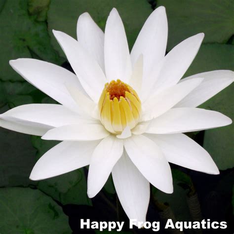 Trudy Slocum Night Blooming Water Lily Happy Frog Aquatics