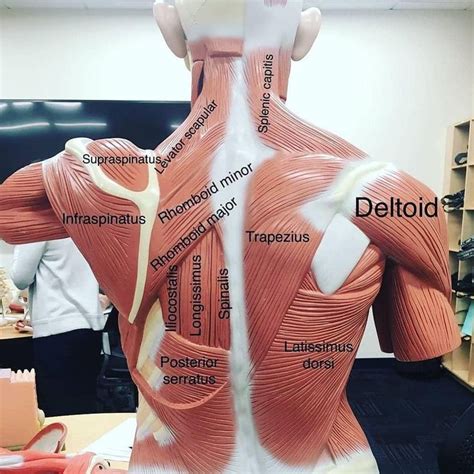 Pin By Rachelle Cabrera On Studying Body Muscle Anatomy Human Body