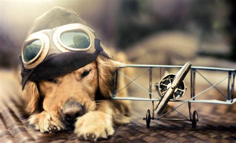 Wallpaper Puppy Dog Plane Glasses Pet Animals 662