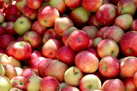 Pick Up Fresh Apples Chelan Ranch