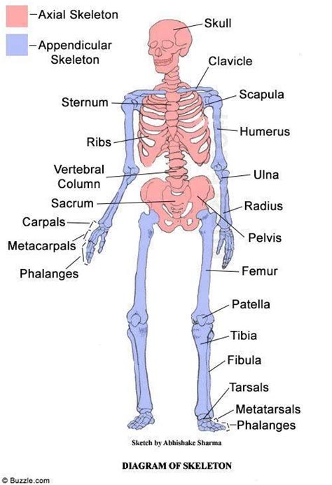 Axial Appendicular Skeleton Skeletal System Anatomy