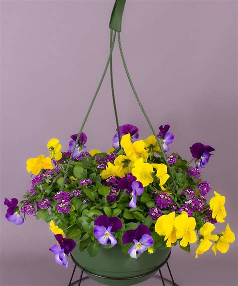 Pansy Hanging Basket Same Day Delivery Danvers Ma Currans Flowers