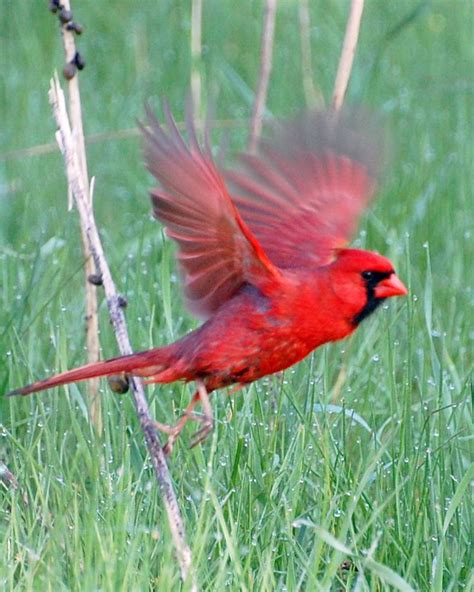 Cardinal In Flight I Cardinal Birds Birds Beautiful Birds