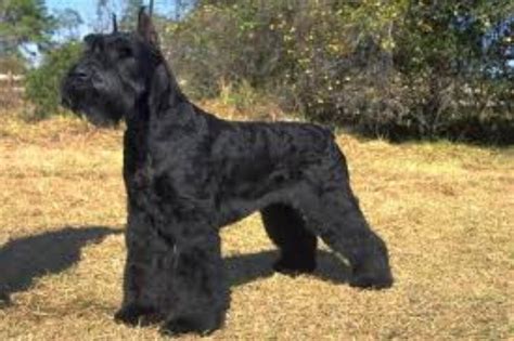 Giant Schnauzer Vs Airedale Terrier Breed Comparison