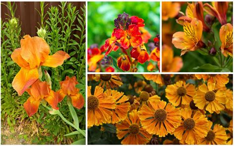 Orange Perennial Flowers Uk Best Flower Site