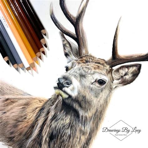 Realistic Deer Drawing 🦌 Deer Drawing Colored Pencil Artwork