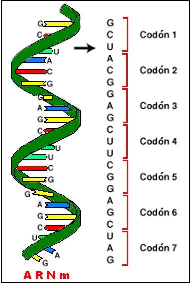 El Codón