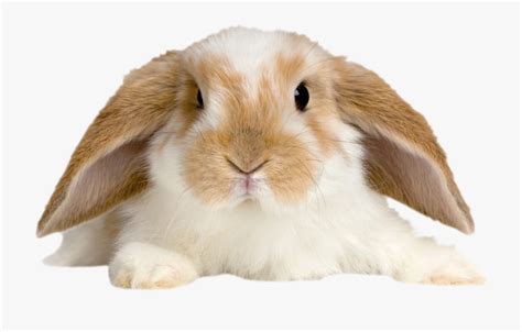 Rabbit Png Baby Cute Bunny Transparent Background