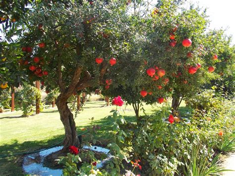 How To Grow A Pomegranate Tree In A Container Lashaun Markley