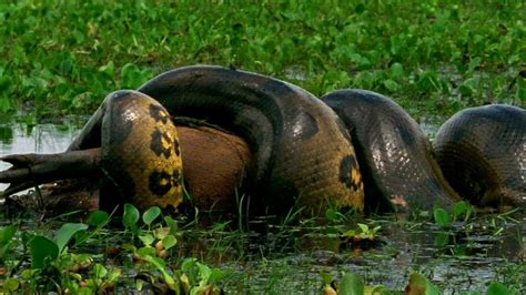 Ular terbesar di dunia makan sapi. 5 Penemuan Ular Terbesar di Indonesia Ini Bisa Bikin Kamu ...