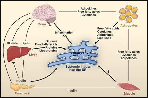 Endoplasmic Reticulum Stress And The Inflammatory Basis Of Metabolic