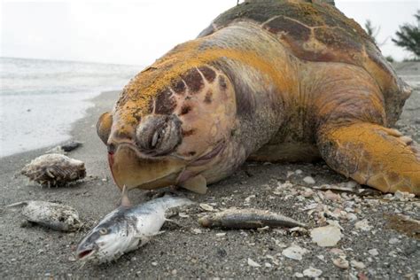 Shocking Images Show Corpses Of Sea Turtles Dolphins