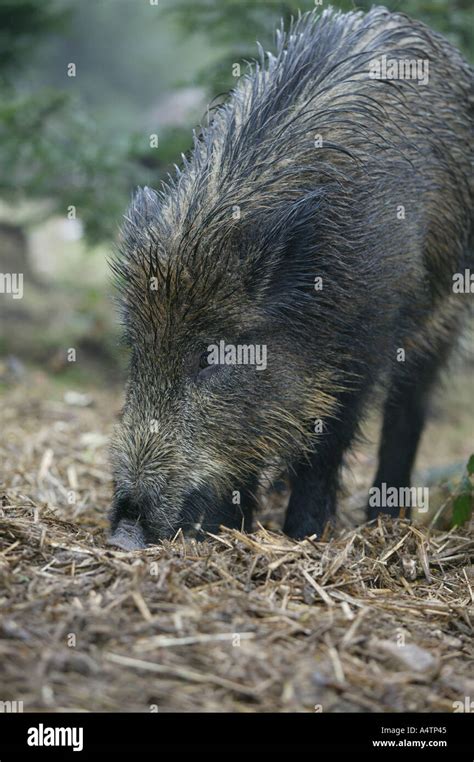 Wild Boar Sus Scrofa Stock Photo Alamy