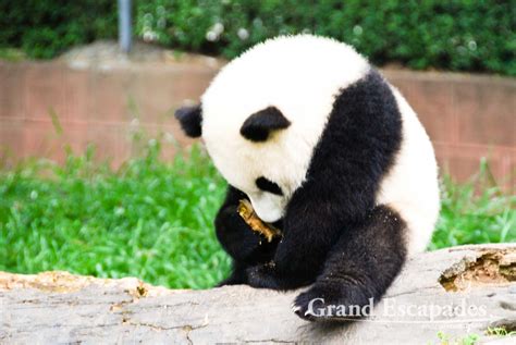 Baby Giant Pandas Giant Pandas Breeding Research Base Chengdu China