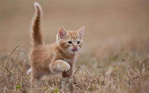 Kitten Wallpaper ·① Download Free Cool Hd Backgrounds For Desktop And