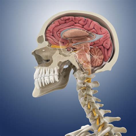 Head And Neck Anatomy Artwork Photograph By Science Photo Library