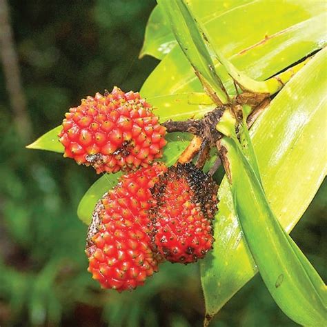 Edible Native Plant List Sunshine Coast Region Part 1 The Bribie Islander