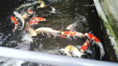 Gambar Koi Raya Jogja Ikan Center