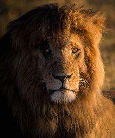 250 x 250 jpeg 10kb. Scarface...Masaai Mara | Cat species, African lion, Lion art