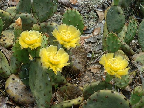 One important note before we talk about how to grow prickly pear cactus. State Park Photos - Flora & Fauna