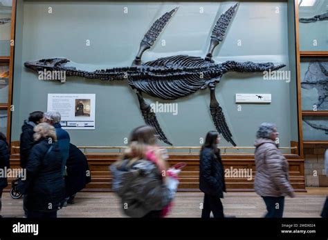 Visitors Interact With A Giant Pliosaur Fossil At The Natural History