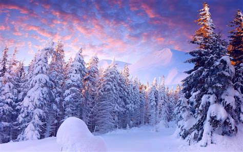 Winter Forests Snow Spruce Trees Trail Hd Wallpaper Rare Gallery