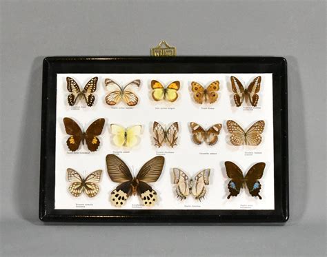 Butterfly Entomology Taxidermy Display Case For Sale At 1stdibs