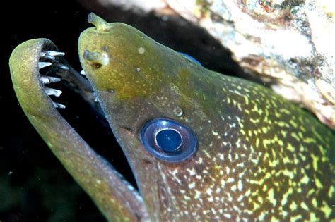 Honu Hawaiian Diving Yellowmargin Moray Eel
