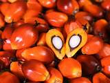 Pictures of Palm Oil