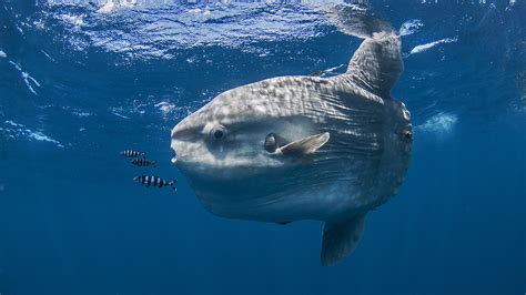 Meet The Biggest Animals In The Ocean